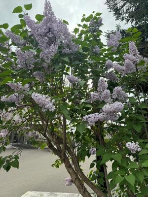 なおの写メ日記｜トリプルA 吉原高級店ソープ