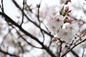 ななはの写メ日記｜トリプルA 横浜高級店ソープ