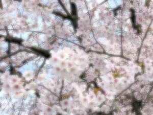 きいの写メ日記｜トリプルA 横浜高級店ソープ