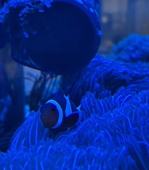 こころの写メ日記｜トリプルA 吉原高級店ソープ