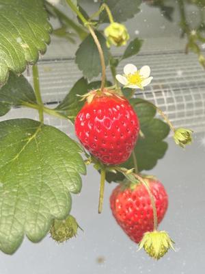 まいかの写メ日記｜アクアマリン 吉原格安店ソープ