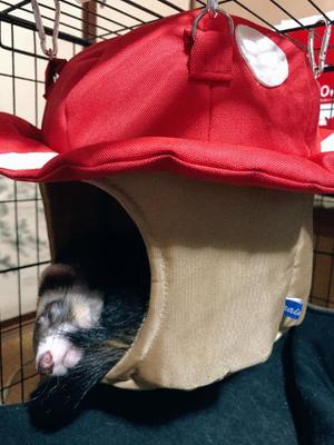 ことりの写メ日記｜ビッグマン 吉原大衆店ソープ