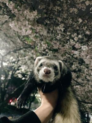 ことりの写メ日記｜ビッグマン 吉原大衆店ソープ