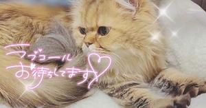 四宮 綾乃の写メ日記｜カサノヴァ 吉原大衆店ソープ