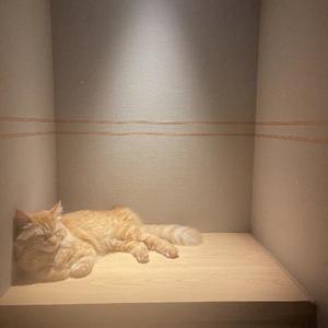 桜井 ひなたの写メ日記｜カサノヴァ 吉原大衆店ソープ