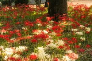 涼子の写メ日記｜シャトーペトラ 吉原大衆店ソープ