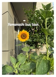 杏樹の写メ日記｜シャトーペトラ 吉原大衆店ソープ