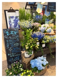杏樹の写メ日記｜シャトーペトラ 吉原大衆店ソープ