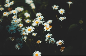 瀬戸マリ子の写メ日記｜シャトーペトラ 吉原大衆店ソープ