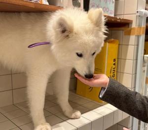 巴の写メ日記｜シャトーペトラ 吉原大衆店ソープ