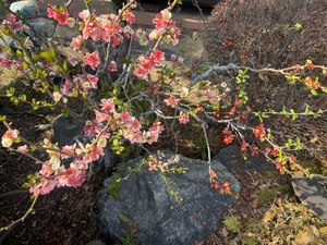 ふじのの写メ日記｜シャトーペトラ 吉原大衆店ソープ