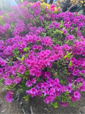 ふじのの写メ日記｜シャトーペトラ 吉原大衆店ソープ