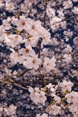 藤咲の写メ日記｜シャトーペトラ 吉原大衆店ソープ