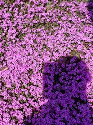 藤咲の写メ日記｜シャトーペトラ 吉原大衆店ソープ