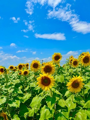 沙織の写メ日記｜シャトーペトラ 吉原大衆店ソープ