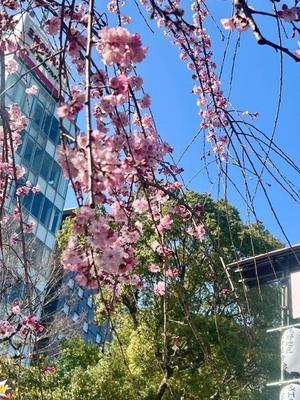 茜の写メ日記｜シャトーペトラ 吉原大衆店ソープ