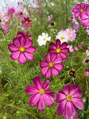 きみの写メ日記｜クラブ貴公子 吉原大衆店ソープ