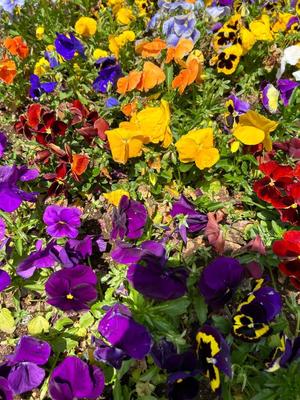 えりかの写メ日記｜クラブ貴公子 吉原大衆店ソープ