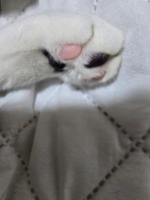 おとはの写メ日記｜クラブ貴公子 吉原大衆店ソープ