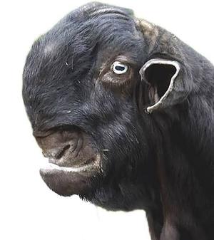 カヲルの写メ日記|クラブ貴公子 吉原大衆店ソープ