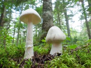 カヲルの写メ日記｜クラブ貴公子 吉原大衆店ソープ