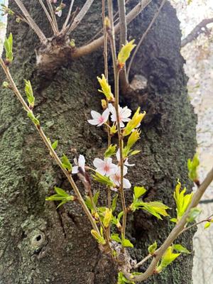 瑞穂の写メ日記｜クラブ貴公子 吉原大衆店ソープ