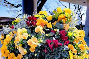 ほのかの写メ日記｜クラブオアシス 吉原大衆店ソープ