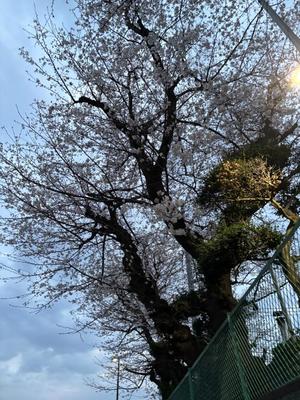 すみれの写メ日記｜クラブオアシス 吉原大衆店ソープ