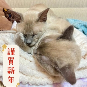 つばきの写メ日記｜コルドンブルー 吉原高級店ソープ