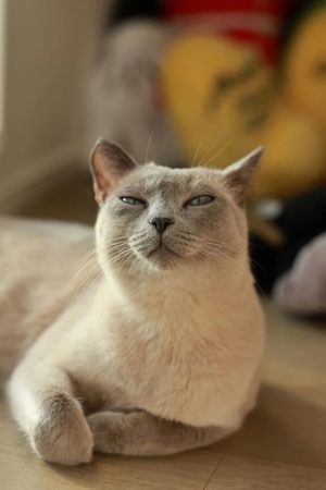 つばきの写メ日記｜コルドンブルー 吉原高級店ソープ