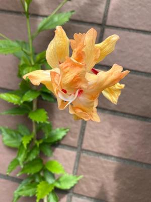 一ノ瀬　あやこの写メ日記｜エル・カーヒル 秘密の刻 吉原高級店ソープ