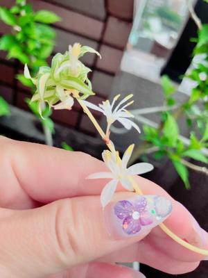 一ノ瀬　あやこの写メ日記｜エル・カーヒル 秘密の刻 吉原高級店ソープ
