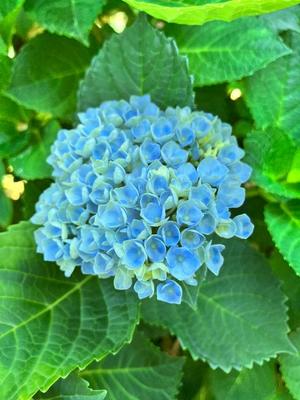 一ノ瀬　あやこの写メ日記｜エル・カーヒル 秘密の刻 吉原高級店ソープ