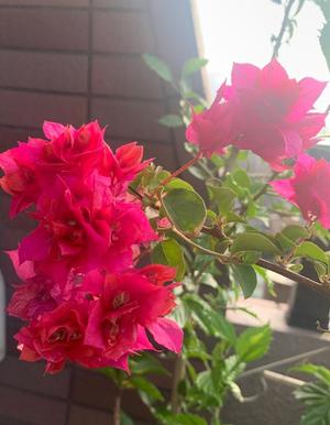 一ノ瀬　あやこの写メ日記｜エル・カーヒル 秘密の刻 川崎高級店ソープ