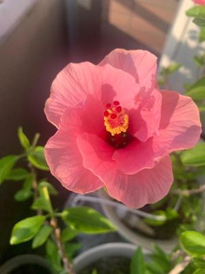 一ノ瀬　あやこの写メ日記｜エル・カーヒル 秘密の刻 吉原高級店ソープ