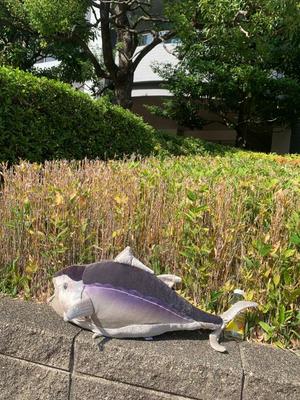 一ノ瀬 あやこの写メ日記|エル・カーヒル 秘密の刻 吉原高級店ソープ