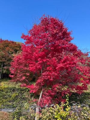 天使　つむぎの写メ日記｜エル・カーヒル 秘密の刻 吉原高級店ソープ