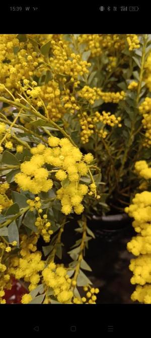 篠田　まやの写メ日記｜エル・カーヒル 秘密の刻 吉原高級店ソープ