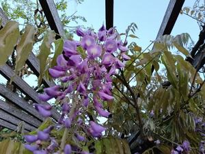 篠田　まやの写メ日記｜エル・カーヒル 秘密の刻 川崎高級店ソープ