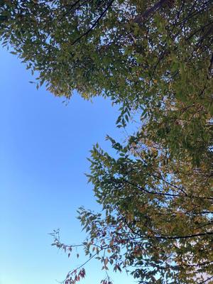 藤森　なおの写メ日記｜エル・カーヒル 秘密の刻 吉原高級店ソープ