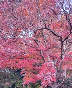 藤森　なおの写メ日記｜エル・カーヒル 秘密の刻 川崎高級店ソープ