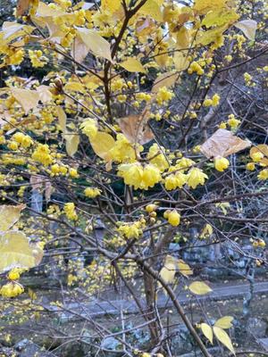 藤森　なおの写メ日記｜エル・カーヒル 秘密の刻 吉原高級店ソープ