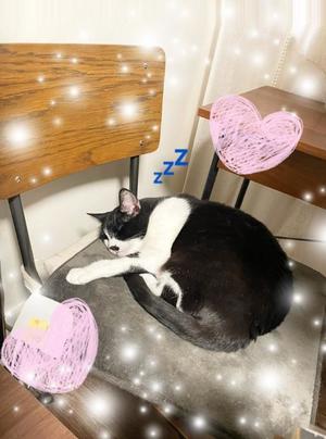 Chiaki Arimaの写メ日記｜エレガント 吉原高級店ソープ