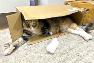 Chiaki Arimaの写メ日記｜エレガント 川崎高級店ソープ