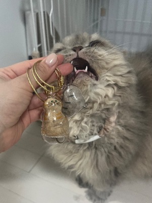 Akane Niikuraの写メ日記｜エレガント 吉原高級店ソープ