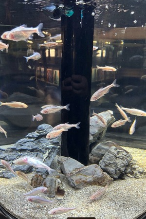 Yu Shiraneの写メ日記｜エレガント 吉原高級店ソープ