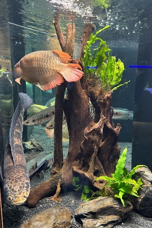 Yu Shiraneの写メ日記｜エレガント 吉原高級店ソープ