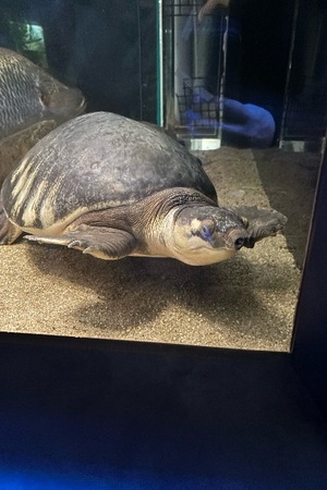 Yu Shiraneの写メ日記｜エレガント 吉原高級店ソープ