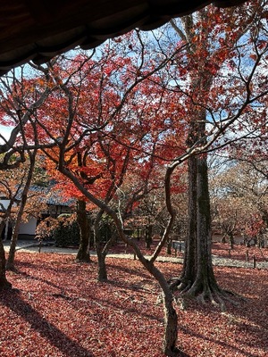 Yu Shiraneの写メ日記｜エレガント 吉原高級店ソープ