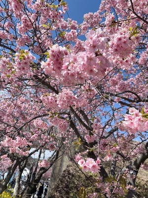 Yu Shiraneの写メ日記｜エレガント 吉原高級店ソープ